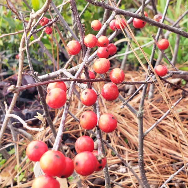 Sunset Winterberry Holly, Ilex verticillata 'Sunset'